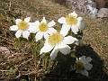 F62 anemone printaniere Verneys de Maurice Lethielleux 